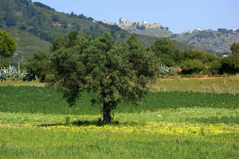 Os campos da Serra da Arrábida