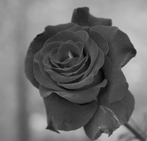Balada do poema que não há, rosa