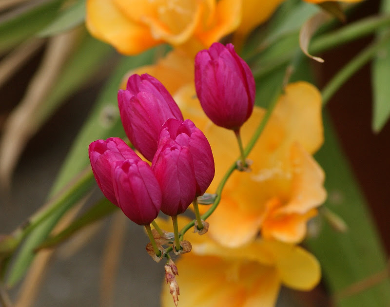 lilás sobre laranja