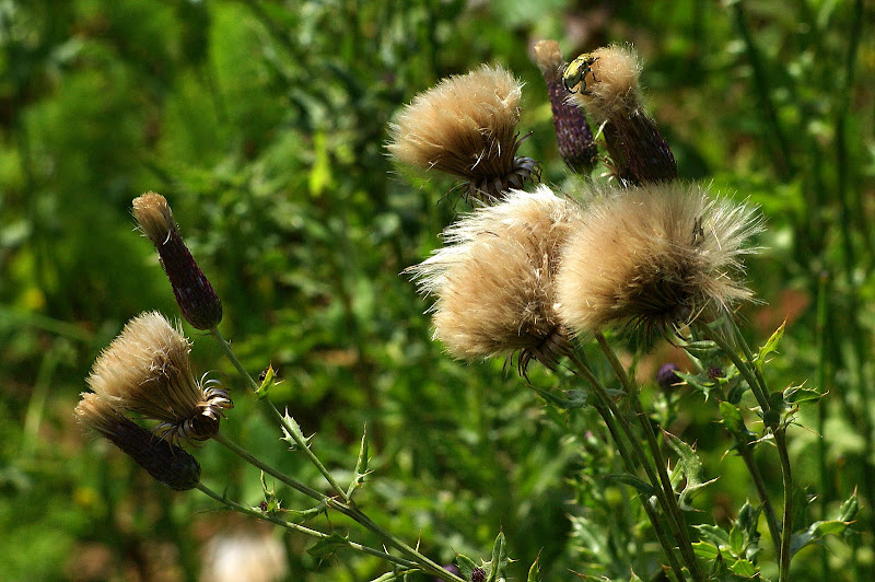 Detalhes da Primavera