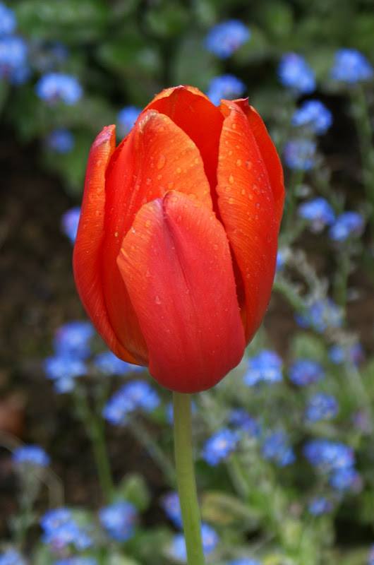 Tulipa