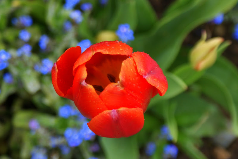 Tulipa laranja