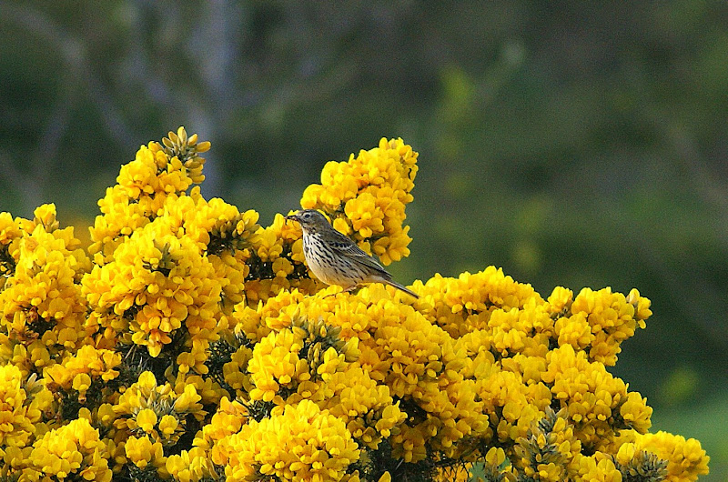 O pássaro nos tojeiros