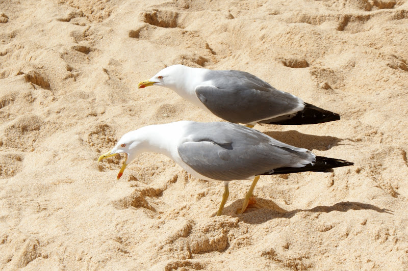 Gaivotas na areia