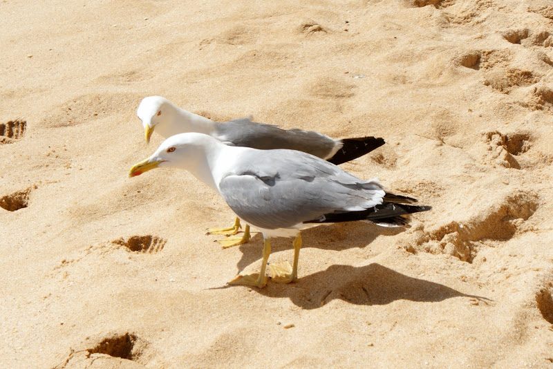 Gaivotas na areia