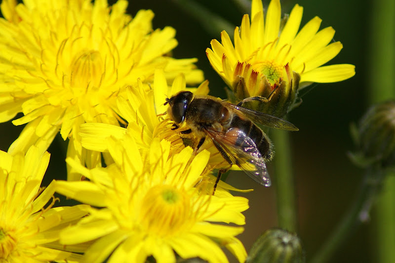 A abelha e a flor amarela