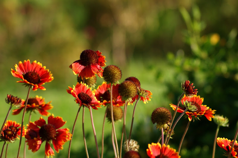 Flores de Maio no Jardim do Quebedo