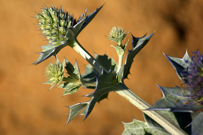 Cardos na areia, praia do Malhão