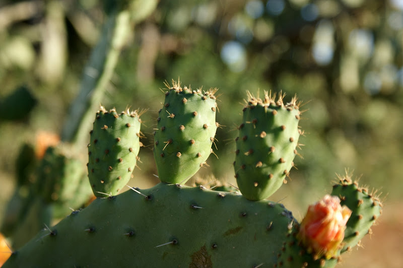 Opuntia em flor