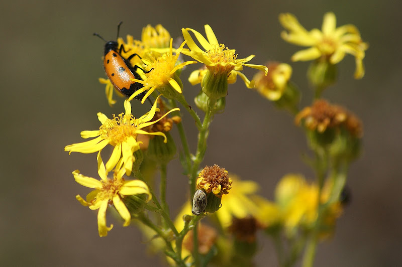 O insecto e a flor amarela