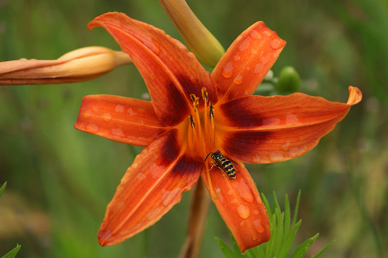 Cores do Verão em Setúbal