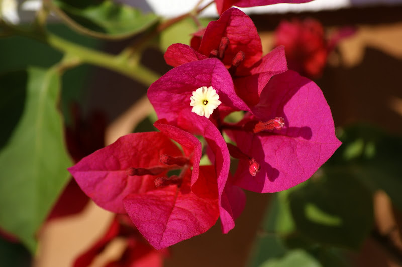 Bungavillias vermelhas