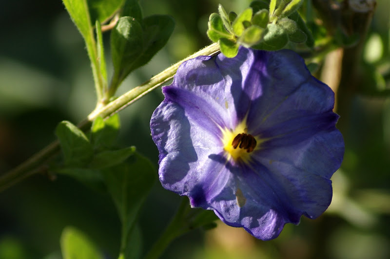 Flores, contraluz, Lilás