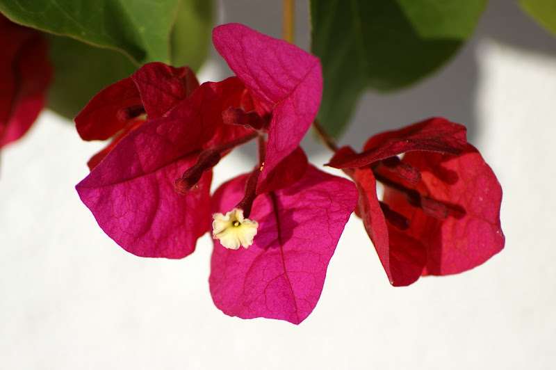 Bungavillia vermelha