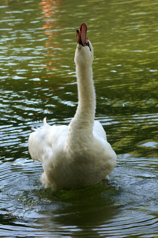 Cisne