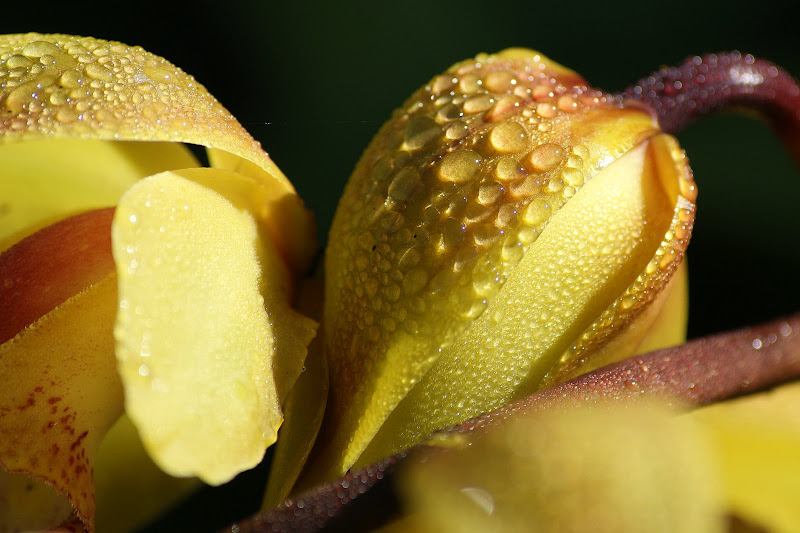Orquideas ao orvalho