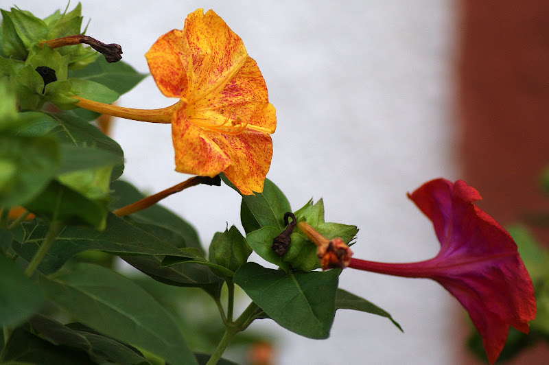 Cores laranja