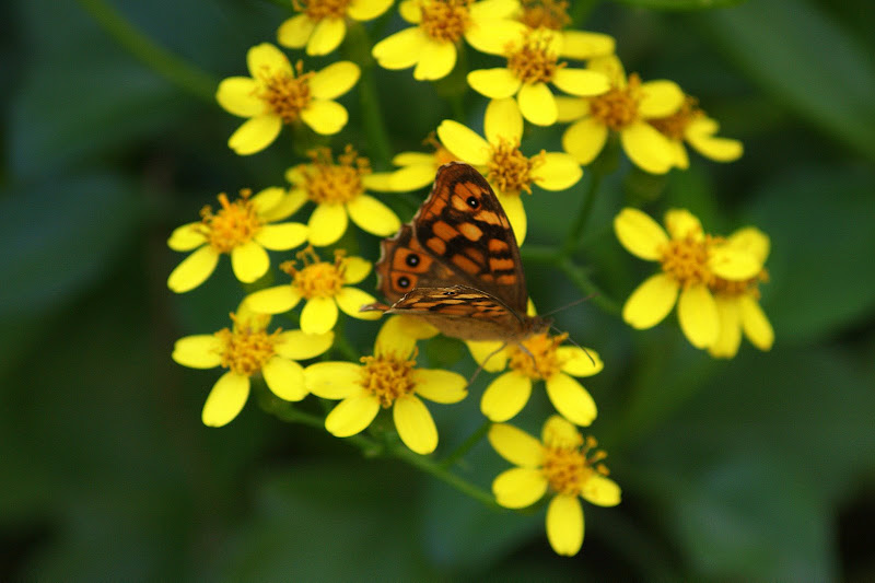 Borboleta