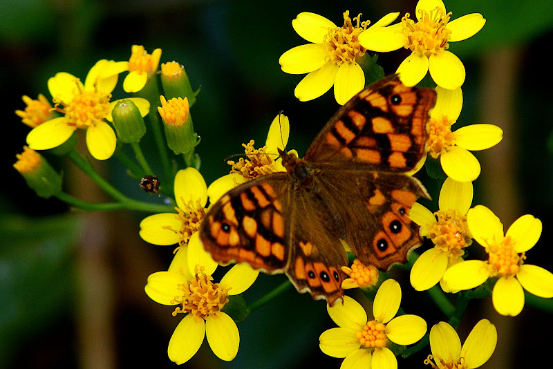 Borboleta