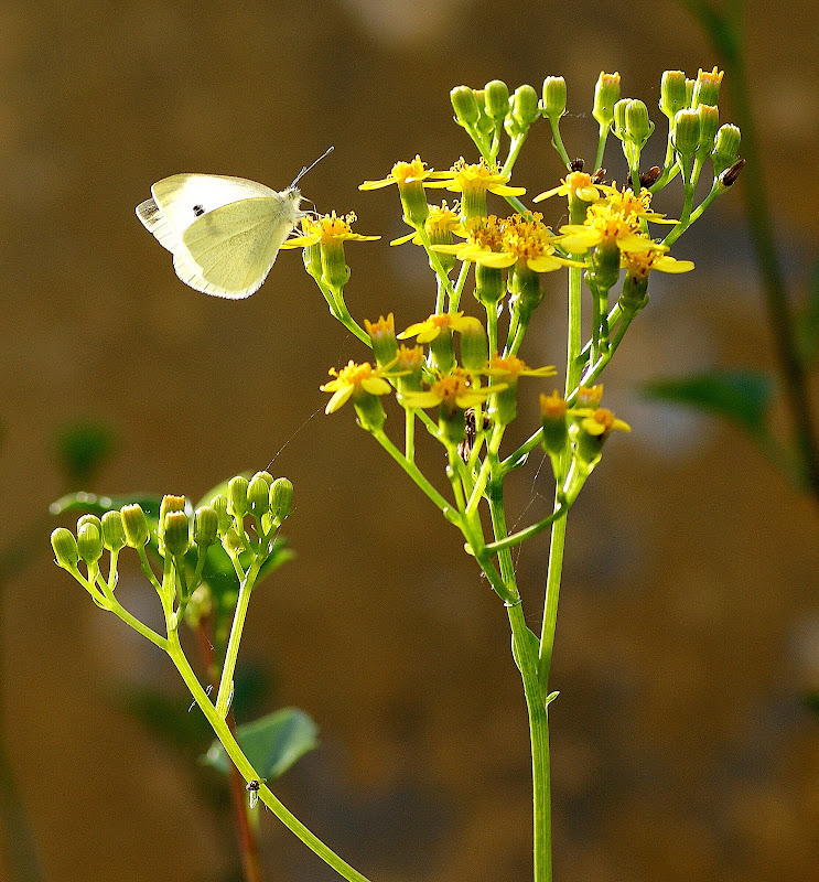 Borboleta branca nas flores amarelas