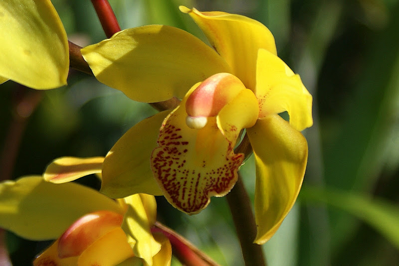 Orquideas amarelas