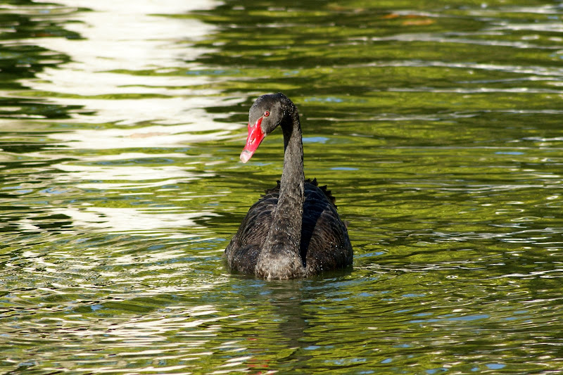 Ganso negro no jardim do bonfim