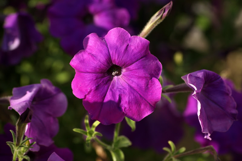 Purple.. flores lilás