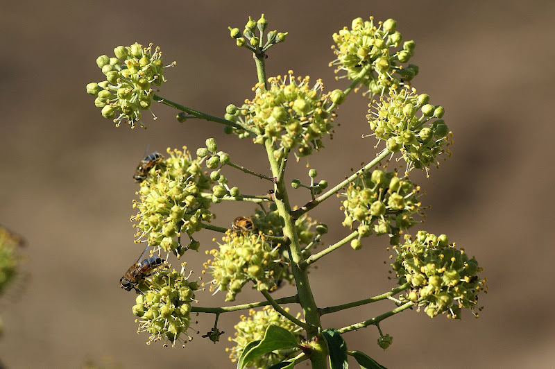 Os sirfídeos e a flor de hera