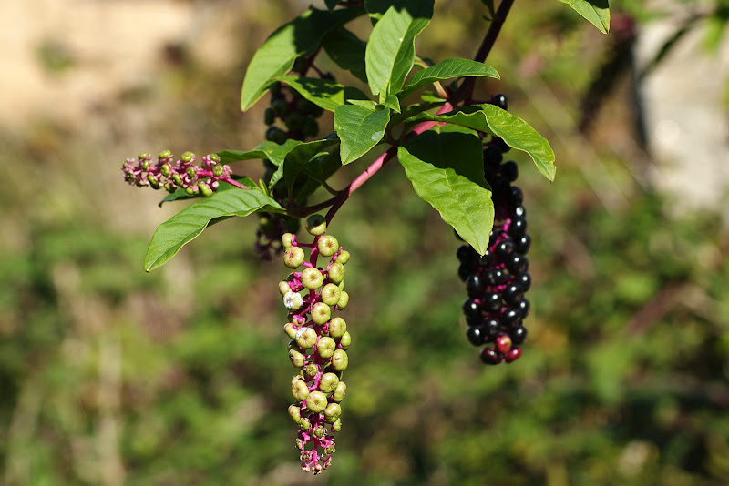 Tons do Outono, Lilás, bagas