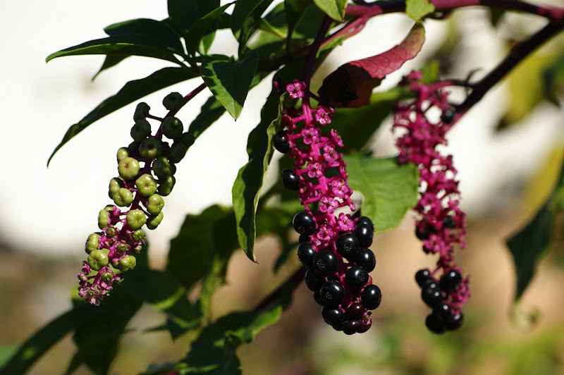 Bagas do Outono, Lilás