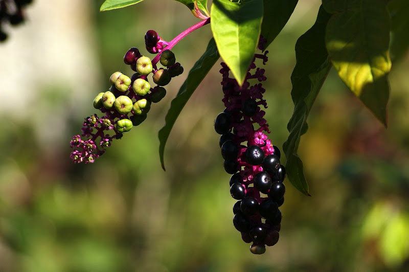 Bagas do Outono, Lilás