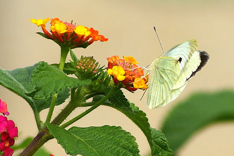 Borboleta branca nas flores
