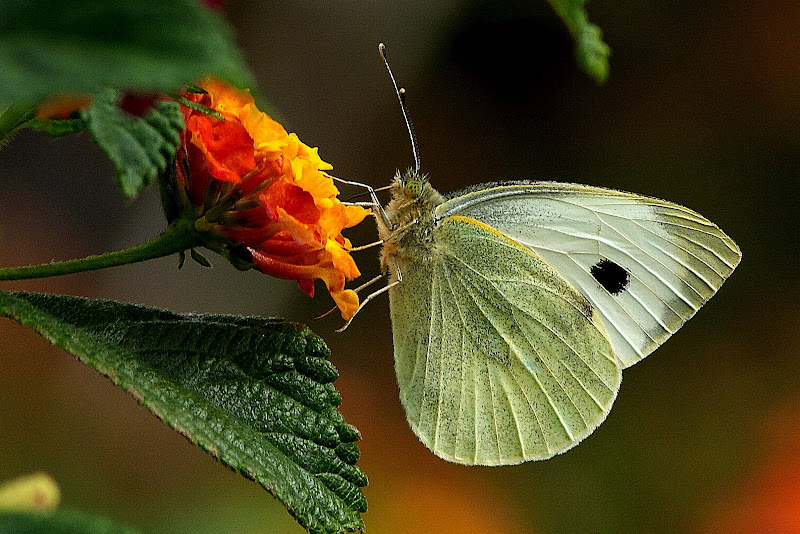 Borboleta