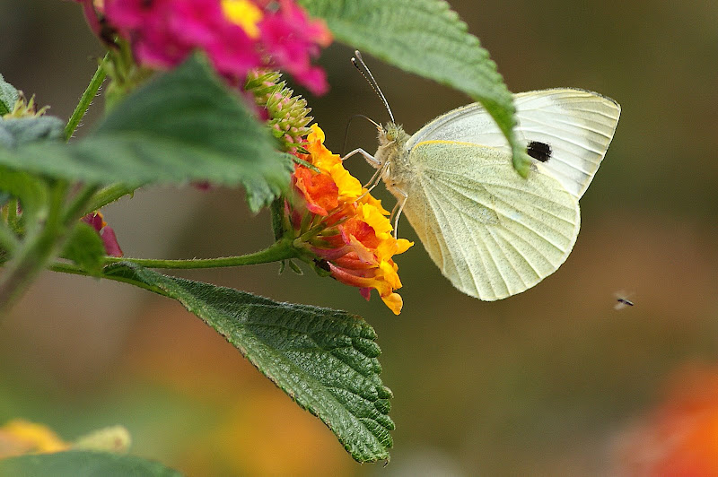Borboleta nas flores