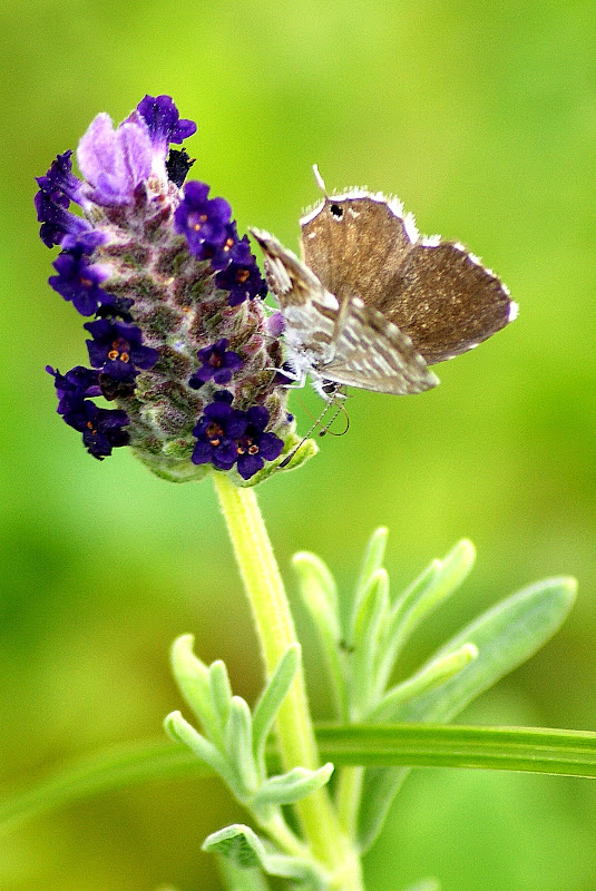 Borboleta