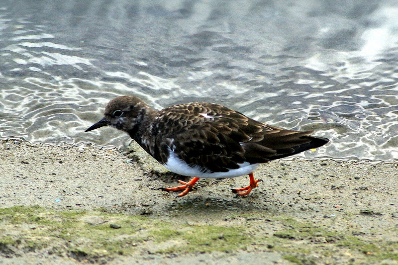 Doca dos pescadores em Setúbal,  Ave