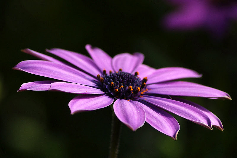 Perspectiva em tons lilás