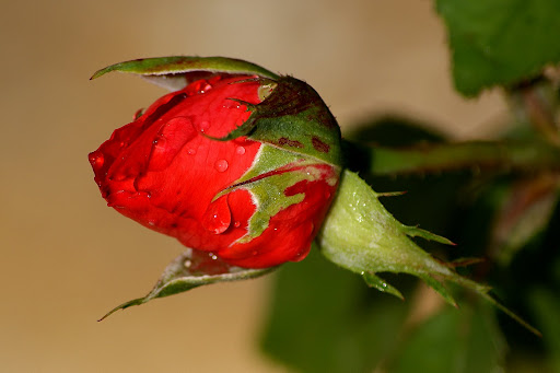 A Lista de uma balzaquiana