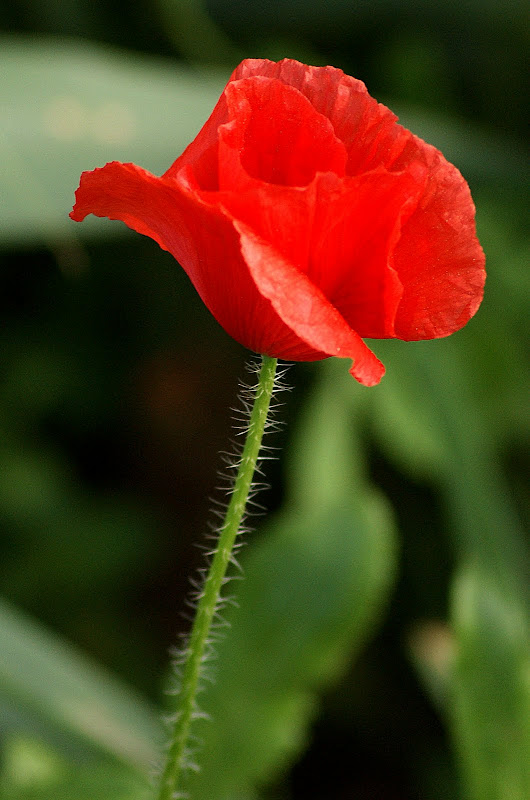 As cores das papoilas, vermelho