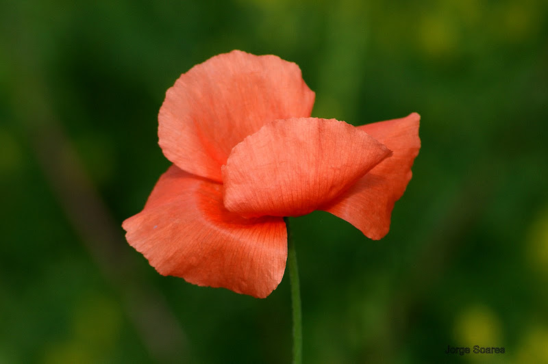 As cores das Papoilas, Laranja suave