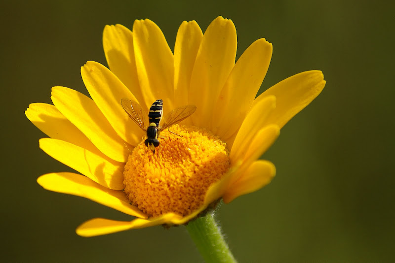 Sirfídeo no pampilho