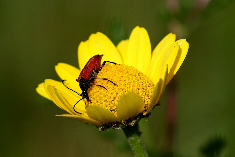 Escaravelho no malmequer