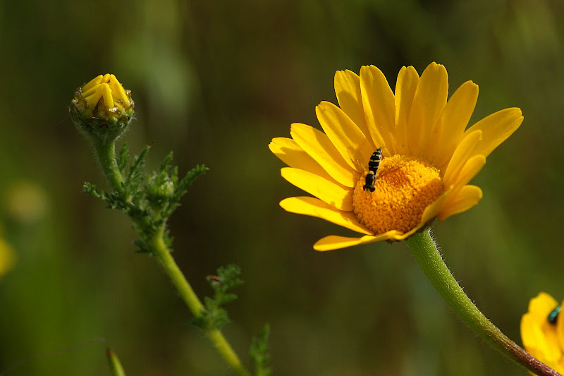 Sirfídeo no pampilho