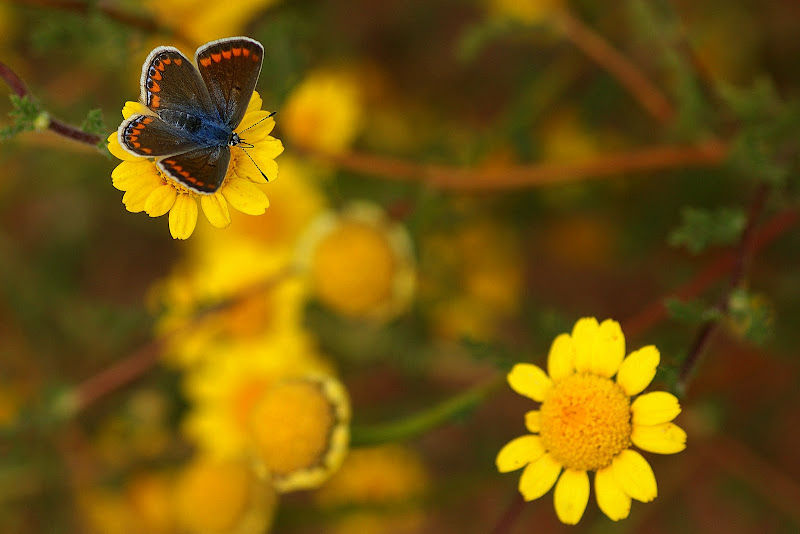 A Borboleta no pampilho