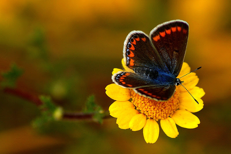 Borboleta no malmequer