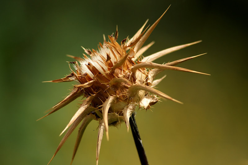 Flor de cardo seca