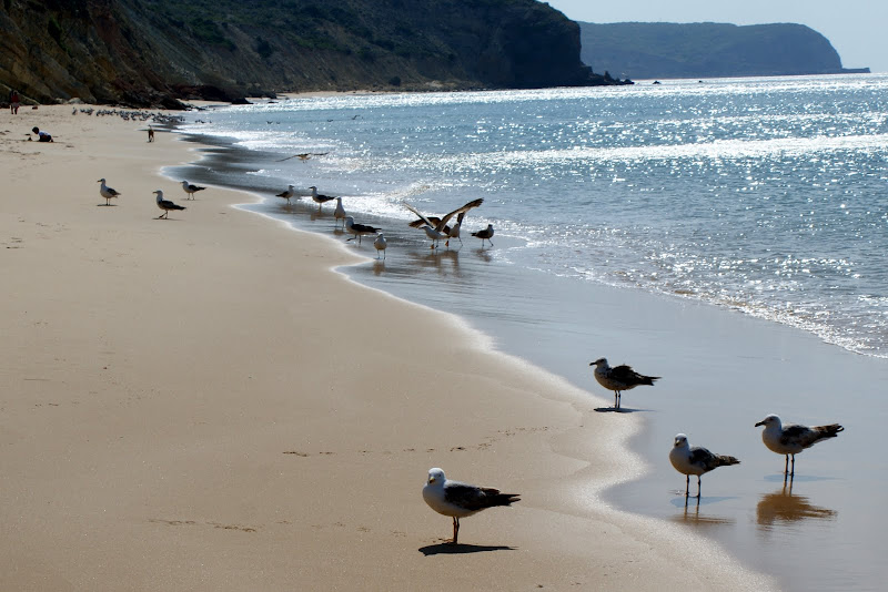 Gaivotas na praia, Salema, Algarve