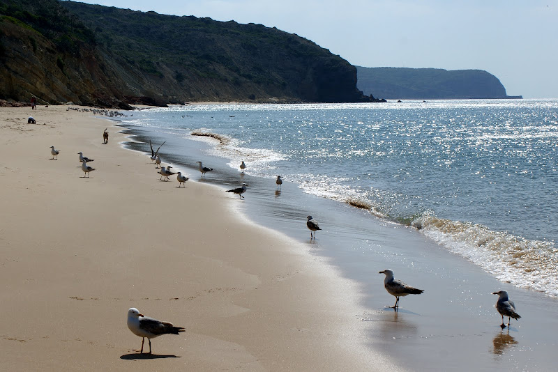Gaivotas na Praia, Salema, Algarve
