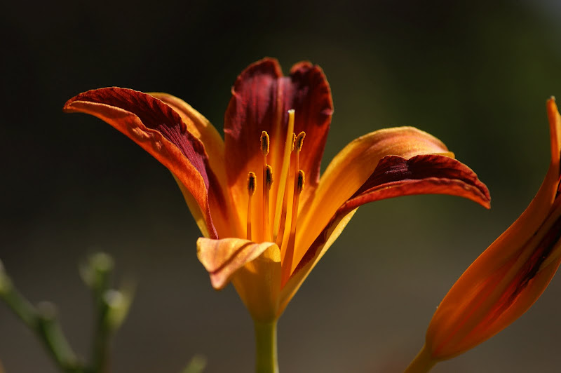 Detalhes de Verão, cores fortes