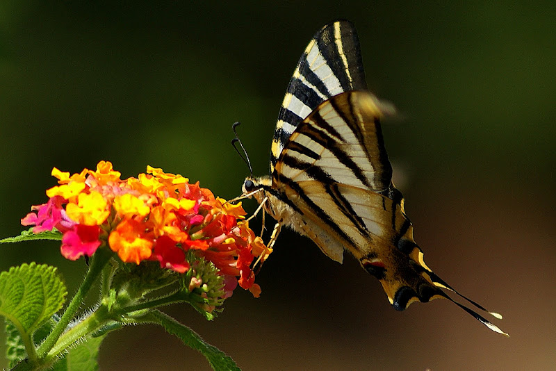 Borboleta zebra